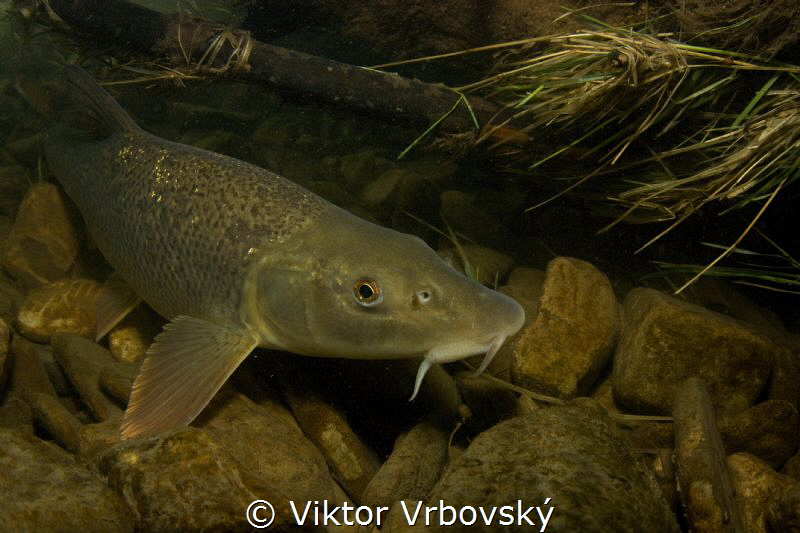 Barbel (Barbus barbus) in a small Czech river by Viktor Vrbovský 