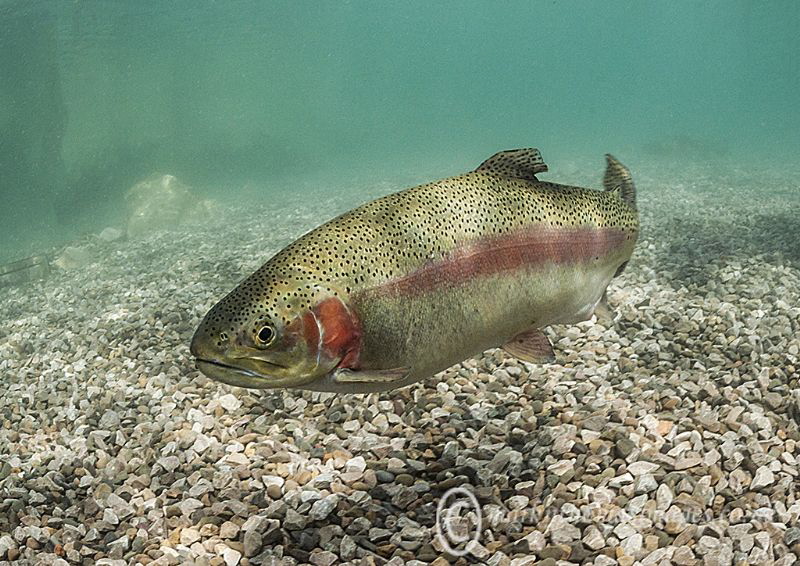 Trout.
Capernwray. by Mark Thomas 
