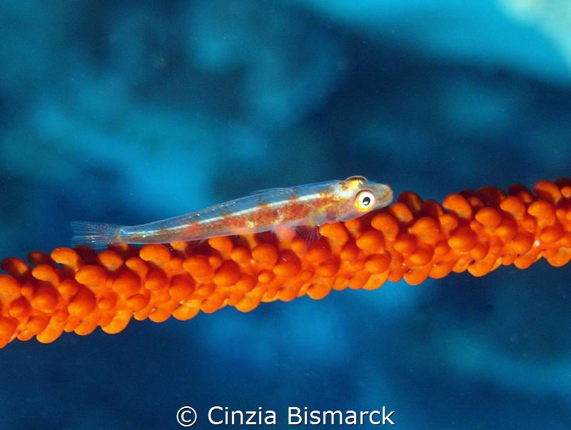Common ghostgoby on whip coral
Pleurosycia mossambica by Cinzia Bismarck 
