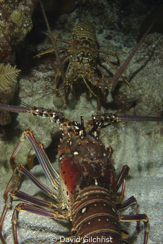 Two lobster 'face off' in Roatan. by David Gilchrist 