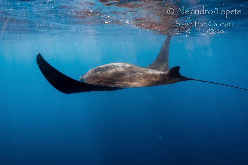 Manta Ray in surface, Isla Contoy Mexico by Alejandro Topete 