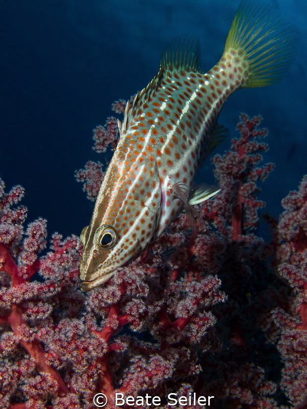 Grouper with softcoral by Beate Seiler 