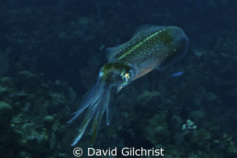 Reef Squid, Roatan Marine Park. An interesting subject! by David Gilchrist 
