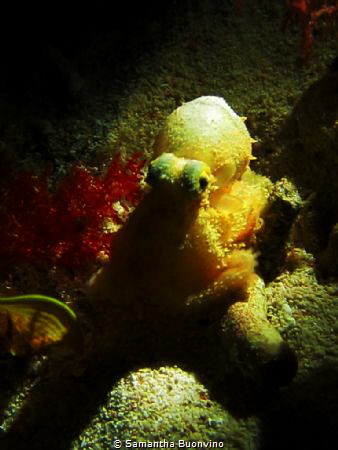 Pygmy octopus by Samantha Buonvino 