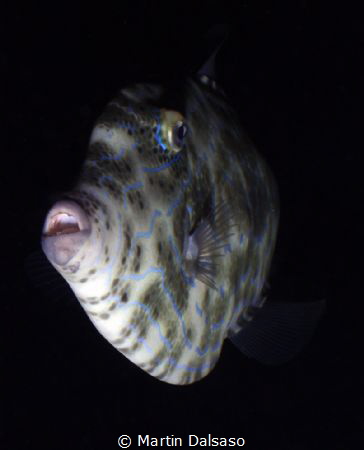 Scrawled filefish, Saipan Grotto night dive by Martin Dalsaso 