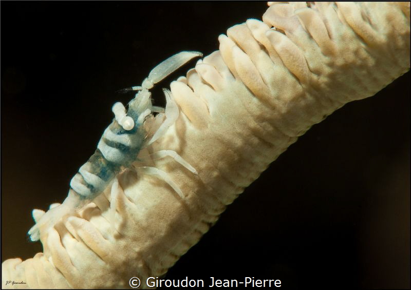 White schrimp on a white gorgona by Giroudon Jean-Pierre 