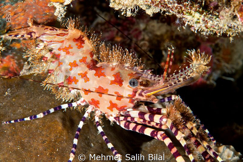 Saron(Marble eyed) shrimp. Bunaken. by Mehmet Salih Bilal 