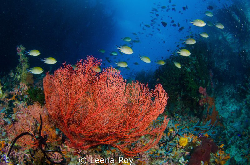 Reefscape by Leena Roy 