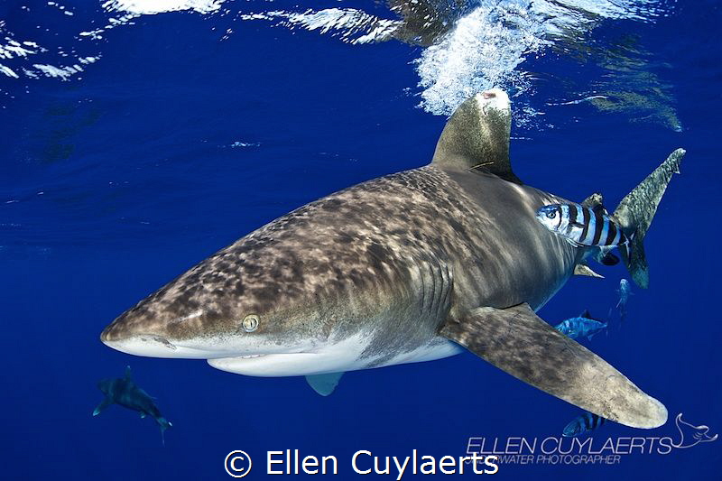 Oceanic whitecap shark
The season at Cat island has star... by Ellen Cuylaerts 