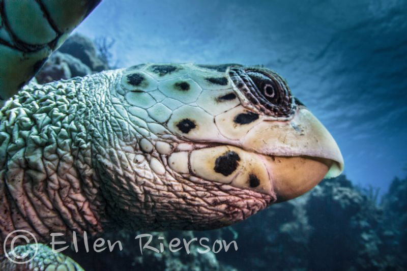 Got to spend some time with this guy in Little Cayman - U... by Ellen Rierson 
