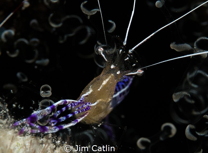 Pederson cleaner shrimp in corkscrew anemone. Took a few ... by Jim Catlin 