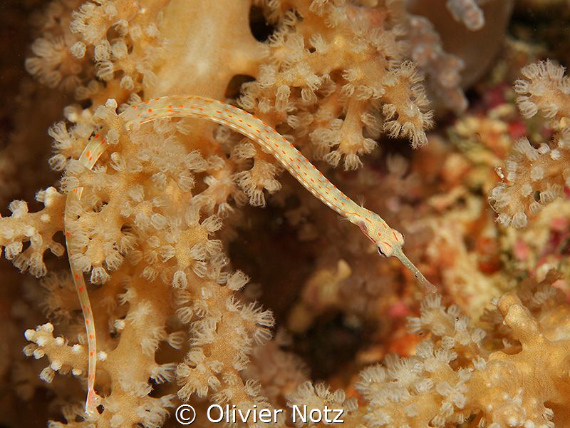 Pipefish on soft coral by Olivier Notz 