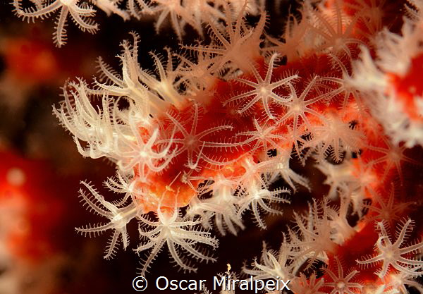 Red coral beauty. Difficult to see big ones because used ... by Oscar Miralpeix 