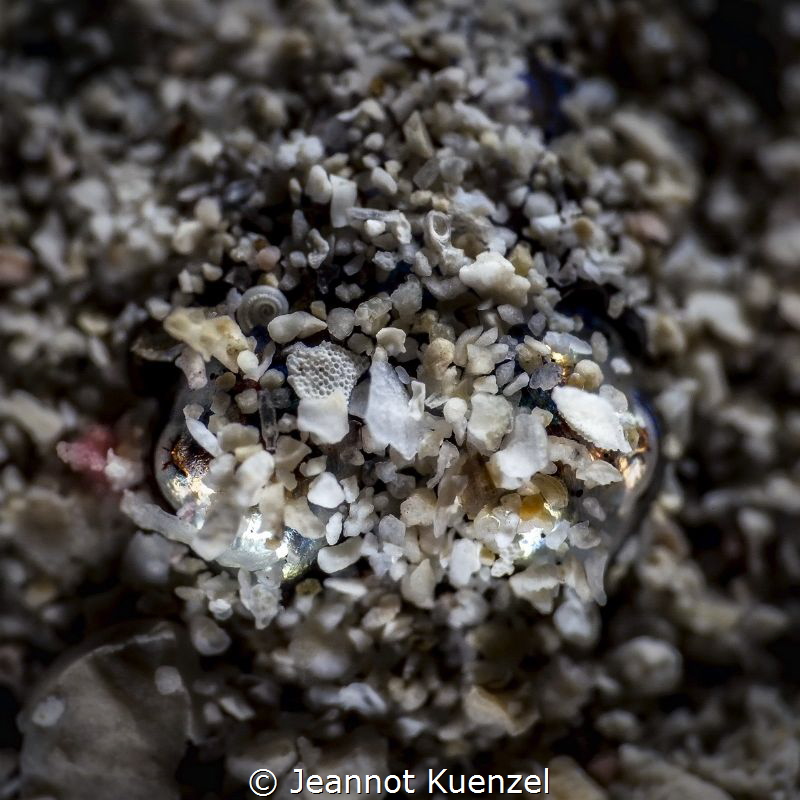 A Mediterranean Bobtail Squid in its near-perfect stealth... by Jeannot Kuenzel 
