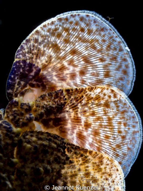 This is Oceanic Art - the tail of a juvenile Slipper-lobs... by Jeannot Kuenzel 