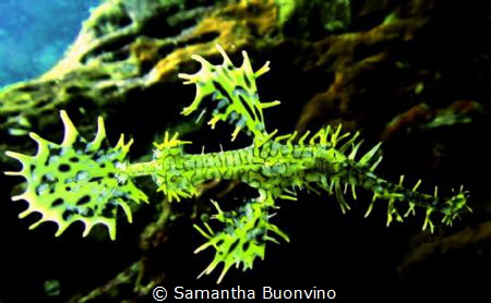 Ornate ghost pipefish. Poetry of Nature by Samantha Buonvino 
