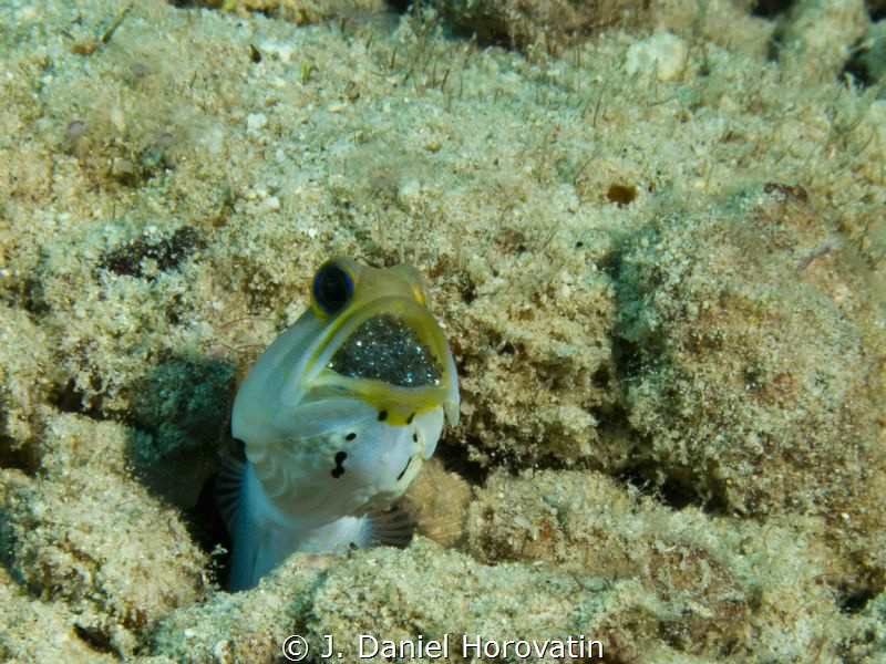 Jawfish with eggs at Front Porch, Bonaire by J. Daniel Horovatin 