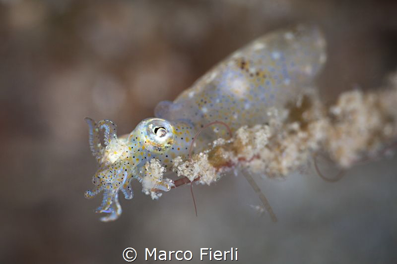Pigmy Squid by Marco Fierli 