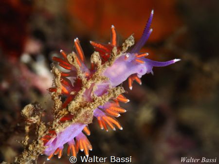Flabellina profile by Walter Bassi 