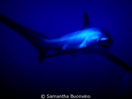 Tête à tête with a friendly thresher shark by Samantha Buonvino 
