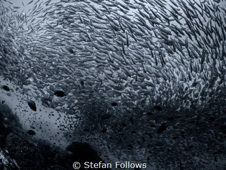 The Storm. Smoothtailed Trevally - Selaroides leptolepis.... by Stefan Follows 