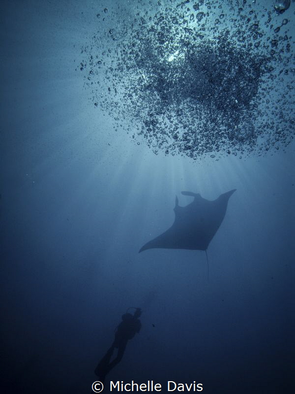 Diver, Manta, Bubbles! by Michelle Davis 