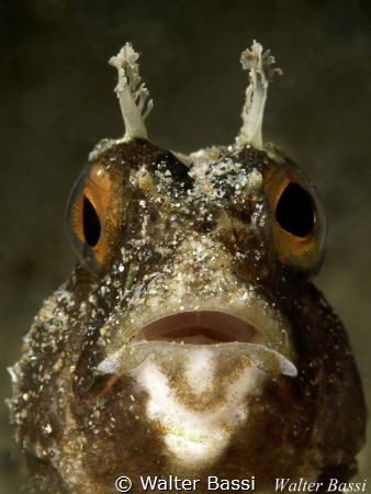 Blenny portrait by Walter Bassi 