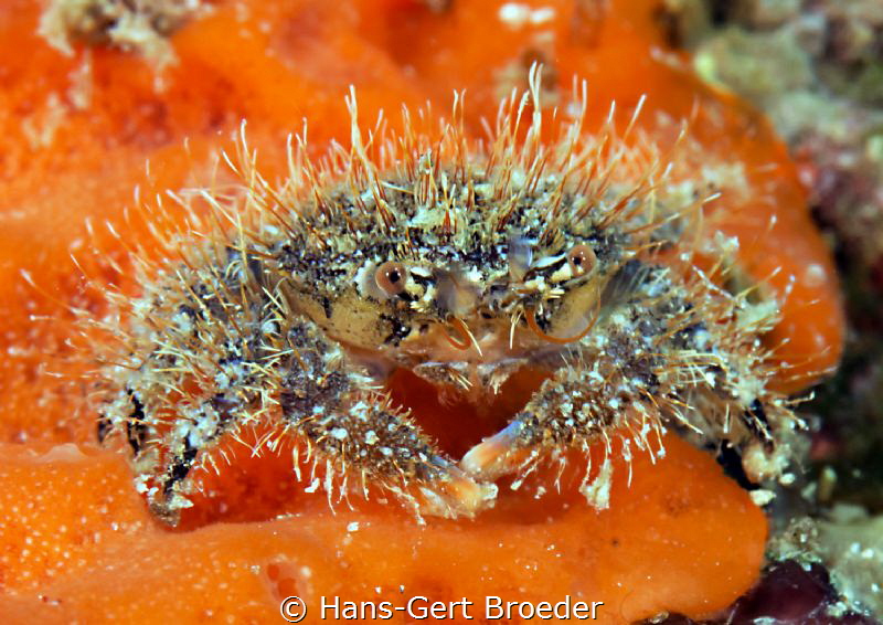 "Hairy" crab
Tomini Bay,North-Sulawesi
Nikon D 800, Mic... by Hans-Gert Broeder 