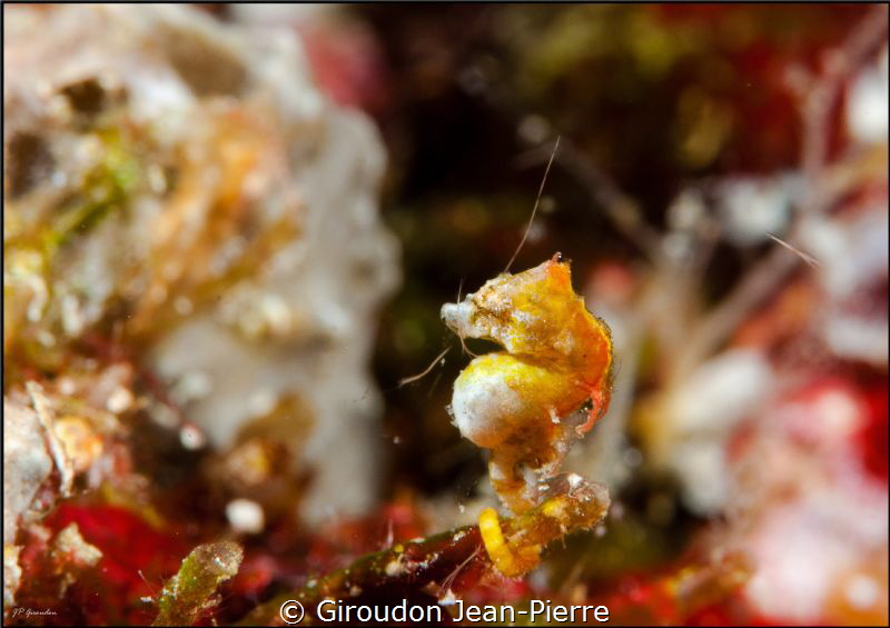 A small pontohi seahorse by Giroudon Jean-Pierre 