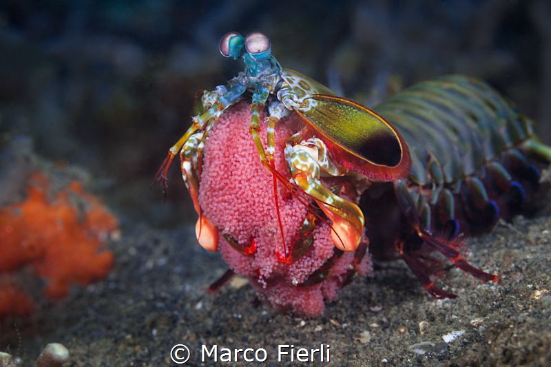 Peacock Mantis Shrimp with Eggs by Marco Fierli 