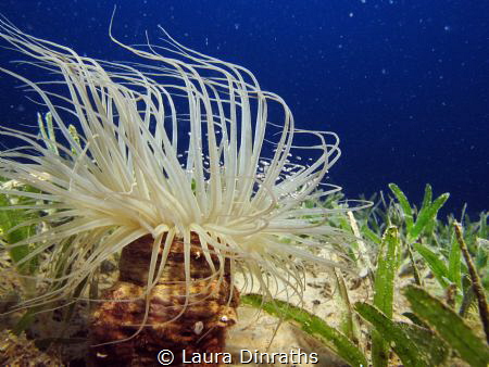 Tube-dwelling anemone (Cerianthus) with mysid shrimps on ... by Laura Dinraths 