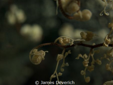 Basket star or part there of. Makes a lovely desktop back... by James Deverich 