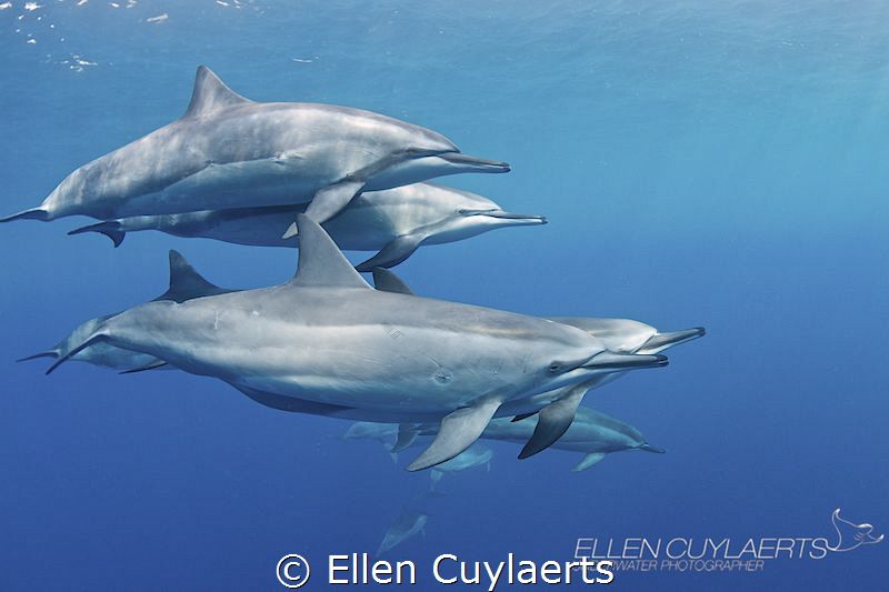 BLISS

Spinner dolphins in Kona by Ellen Cuylaerts 