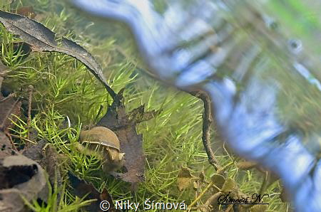 Great pond snail by Niky Šímová 