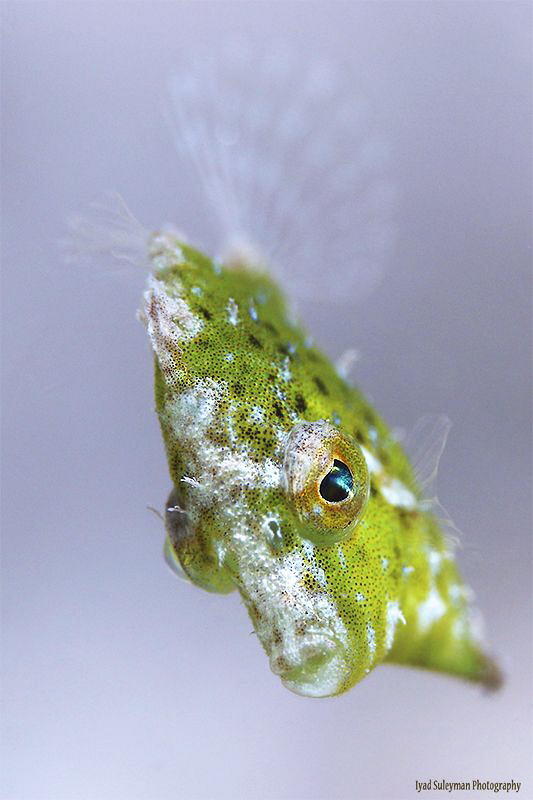 Juvenile Filefish by Iyad Suleyman 