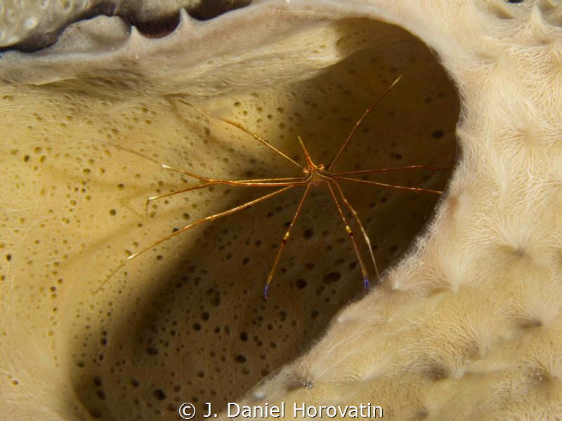 Arrow Crab in tube coral by J. Daniel Horovatin 