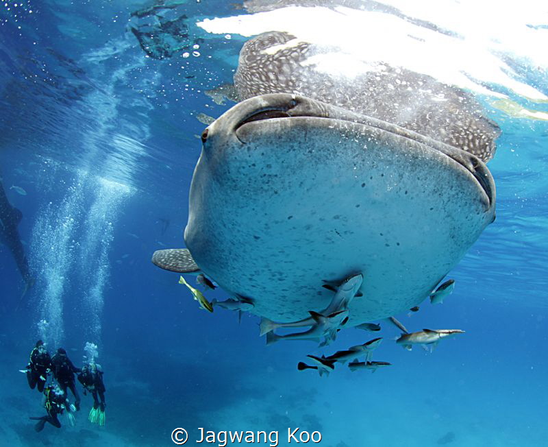 whale shark and divers by Jagwang Koo 