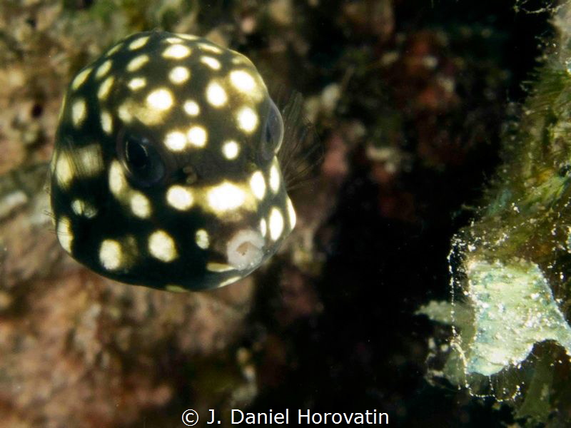 Juvenile Trunkfish by J. Daniel Horovatin 