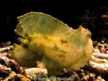 A taenianotus triacanthus (leaf fish) patiently waiting f... by Samantha Buonvino 