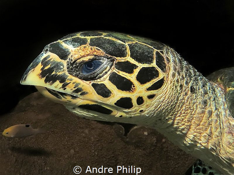 Hawksbill turtle portrait by Andre Philip 