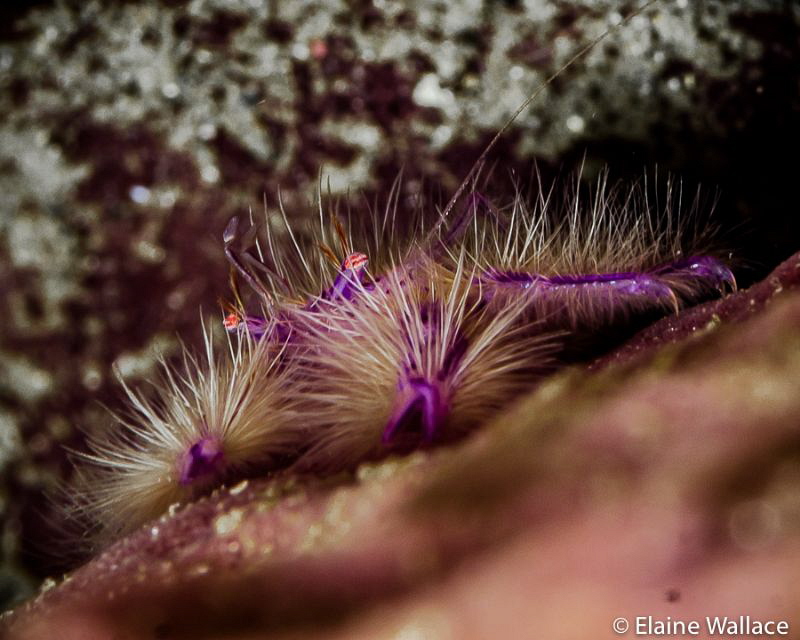 Bunaken, hairy squat lobster, dodgy wifi upload failed, t... by Elaine Wallace 