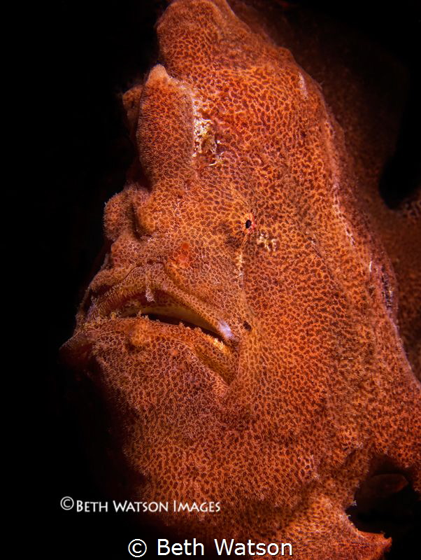 Giant Frogfish (Antennarius commerson)...Puerto Galera, P... by Beth Watson 
