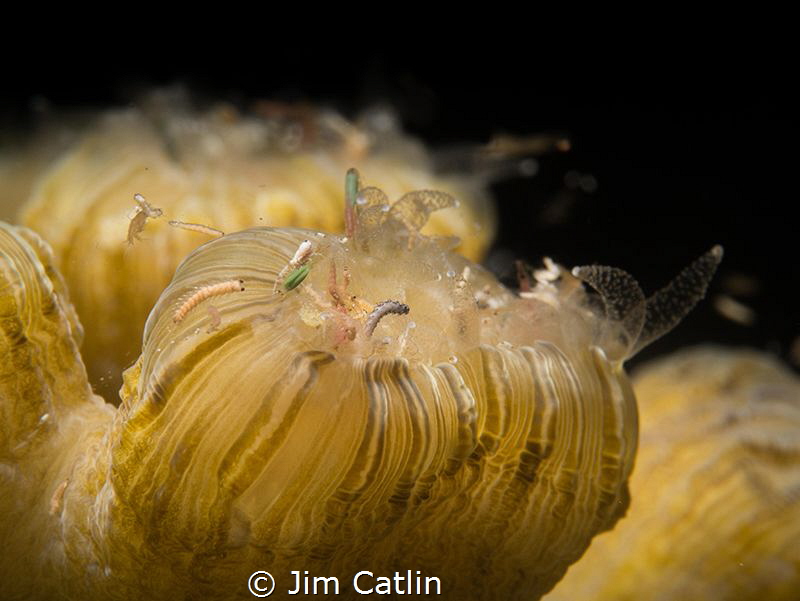 Coral polyp feeding on blood worms during a night dive, s... by Jim Catlin 