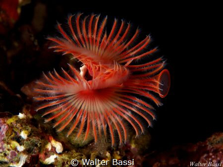 underwater flower
 by Walter Bassi 