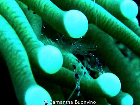 Some deserved rest for this tiny anemone shrimp! by Samantha Buonvino 