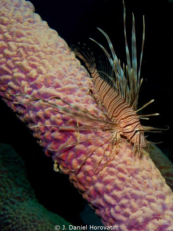 Lionfish on tube coral by J. Daniel Horovatin 
