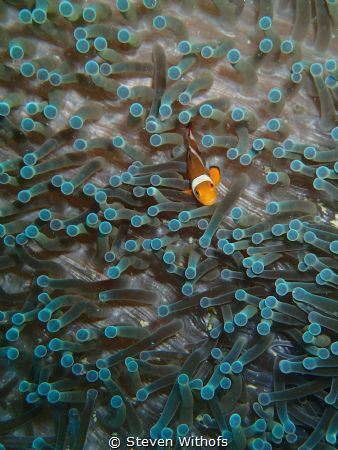 Clownfish by Steven Withofs 