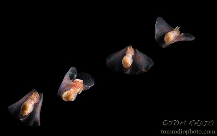 Composite photo of the winged stomach sea slug (Gastropte... by Tom Radio 