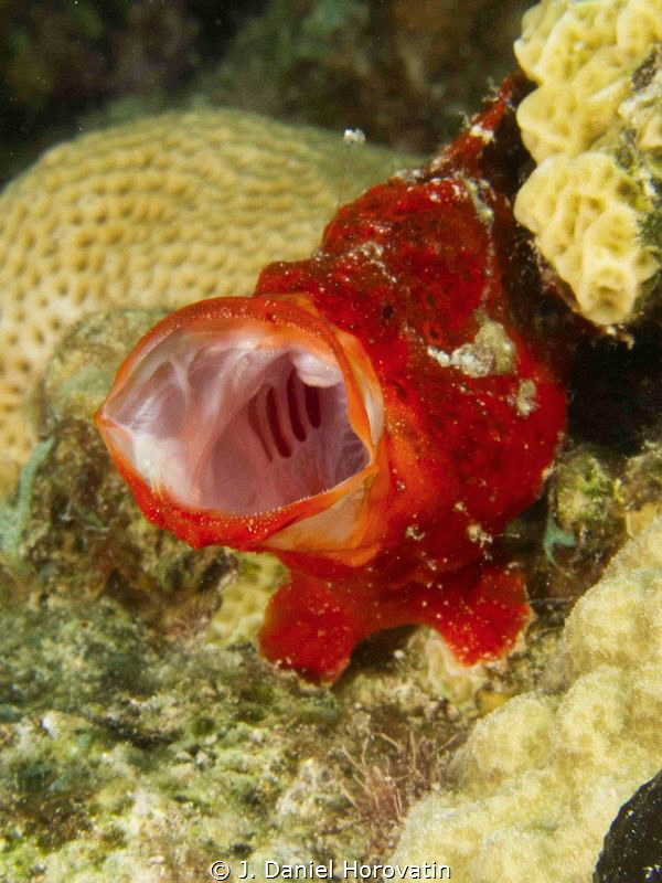 I think this red frogfish was telling the photographer to... by J. Daniel Horovatin 