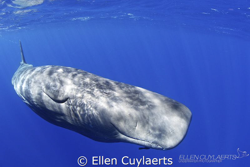 Sperm whale check out
Picture taken under permit by Ellen Cuylaerts 